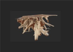 wandtafel wortelteak